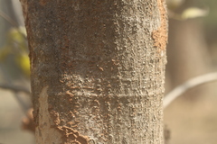 Dolichandrone atrovirens